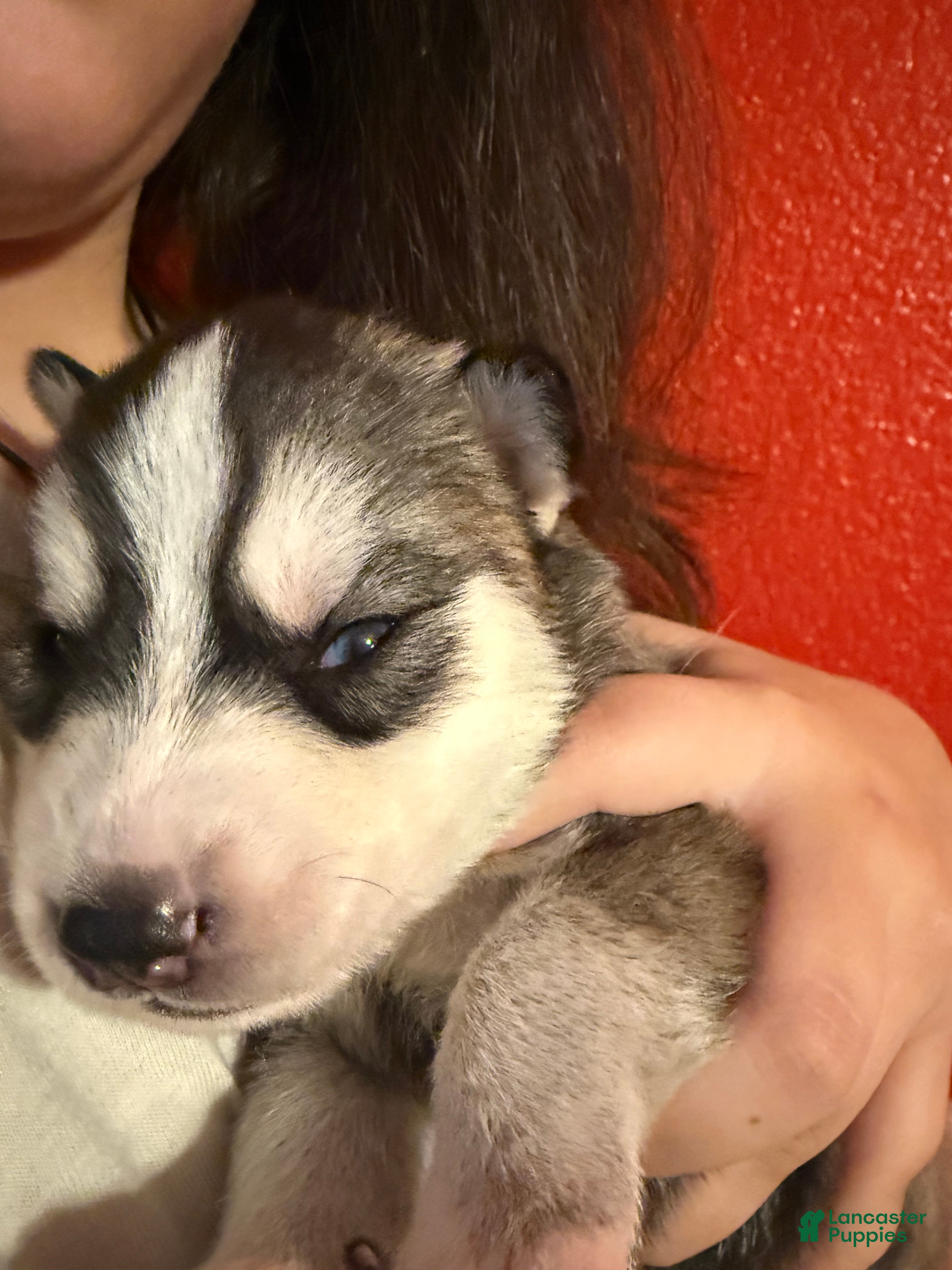 Mixed Breed dogs Siberian Husky Puppy 1 - Ad 5
