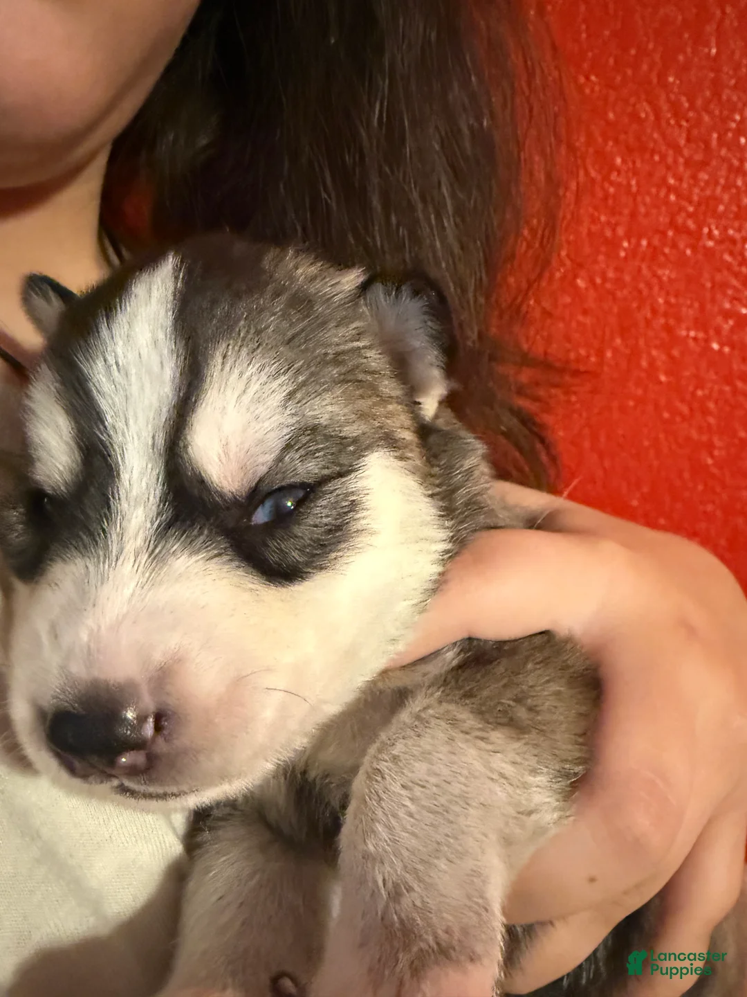 Mixed Breed dogs for sale: Siberian Husky Puppy 1 - Ad 1