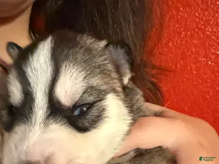 Mixed Breed dogs Siberian Husky Puppy 1 - Ad 5