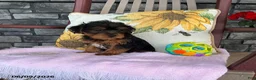 Yorkiepoo dogs for sale: Banjo - Ad 14