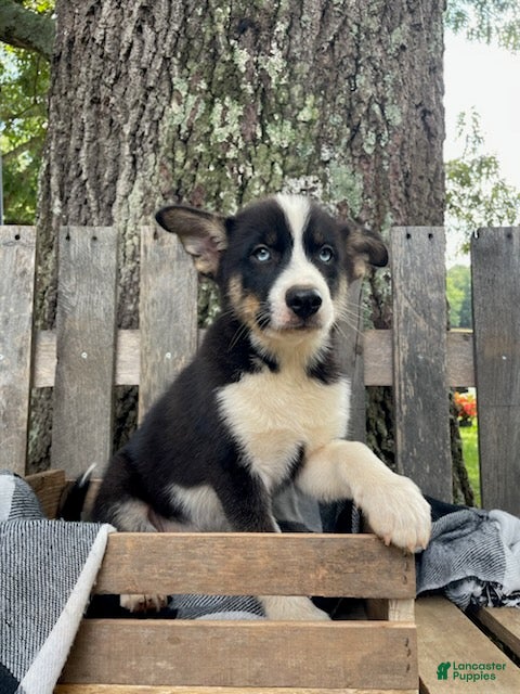 Pomsky dogs Diesel - Ad 2