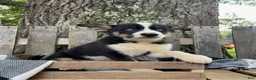 Pomsky dogs for sale: Diesel - Ad 2