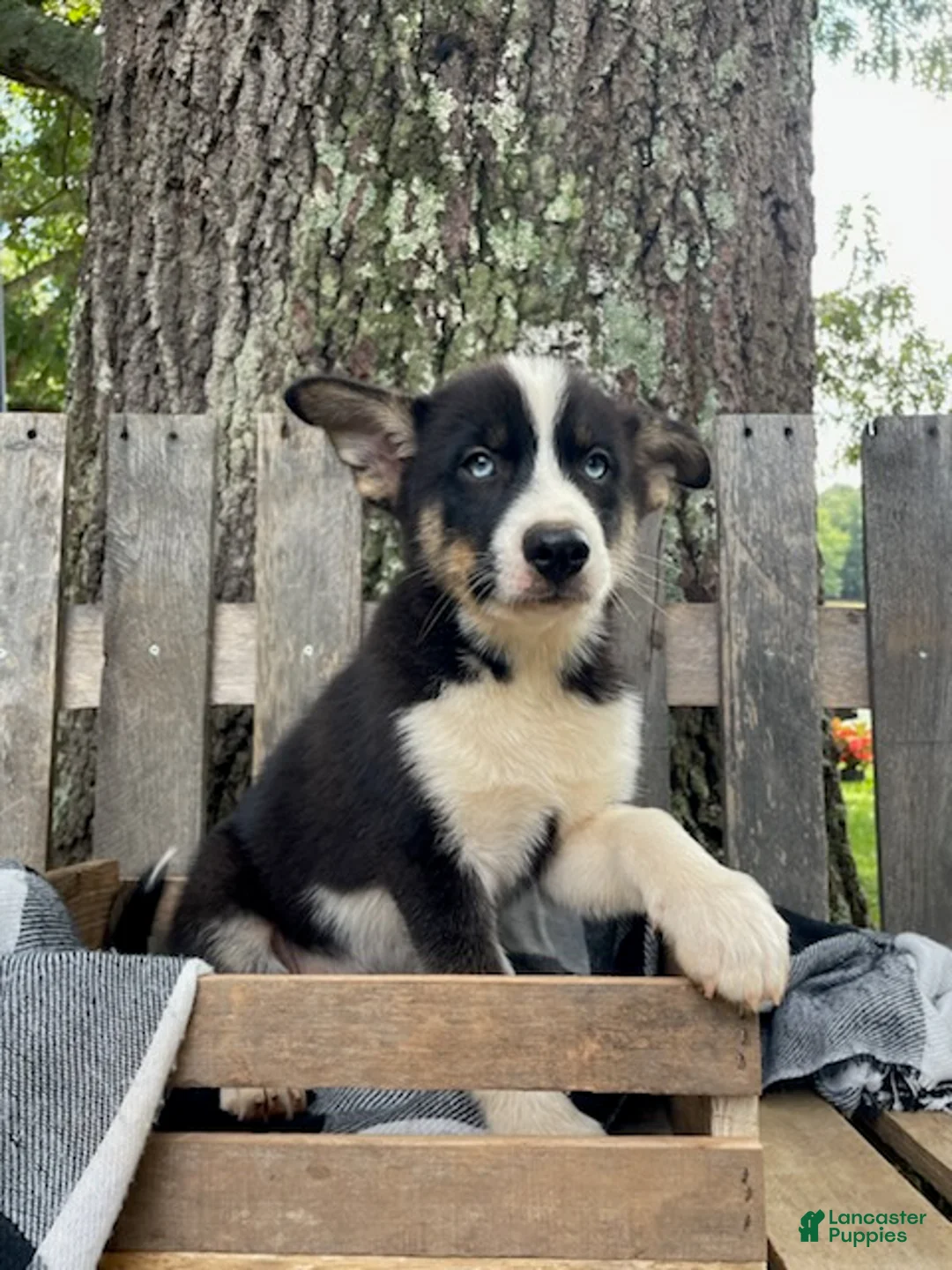 Pomsky dogs for sale: Diesel - Ad 2