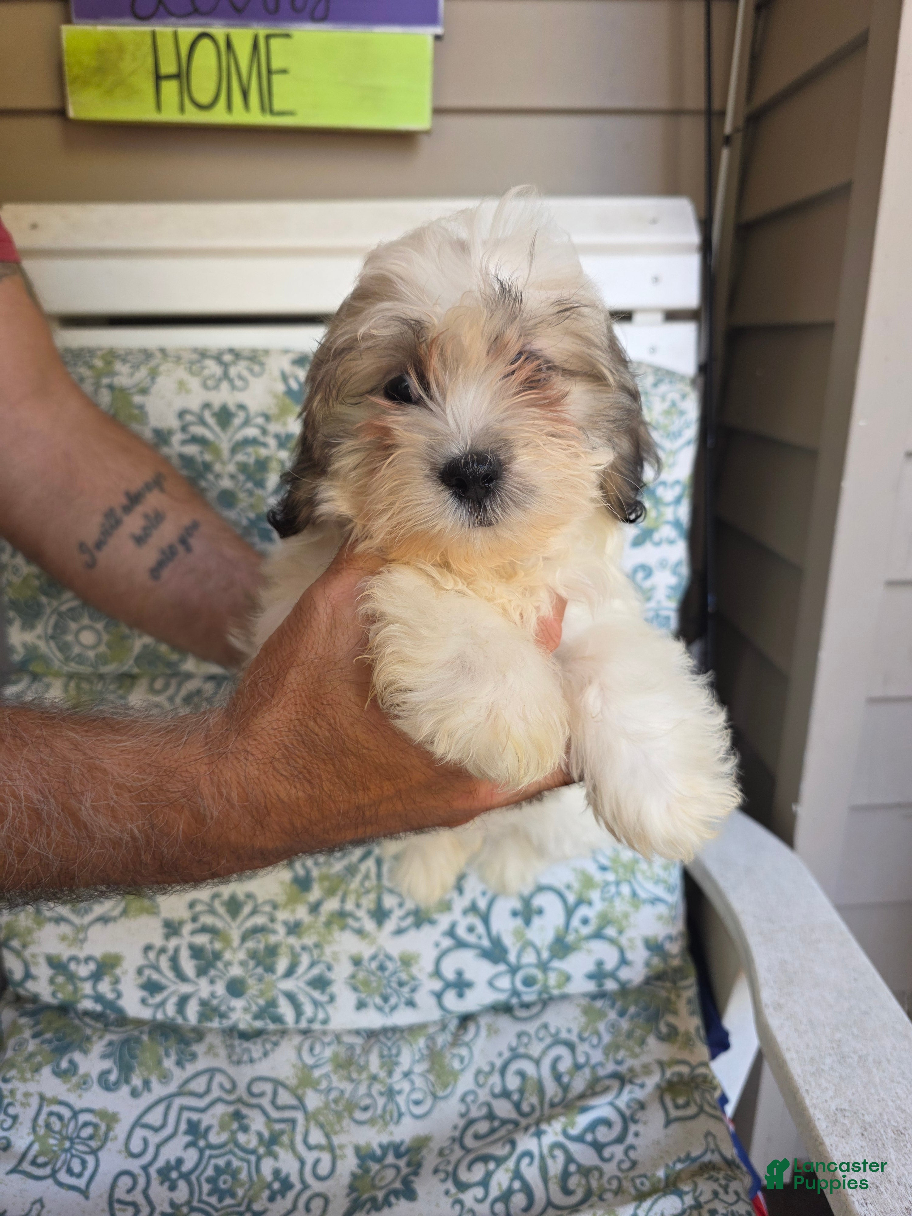 Shih Tzu dogs Maggie  - Ad 1