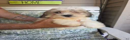 Shih Tzu dogs for sale: Maggie  - Ad 1