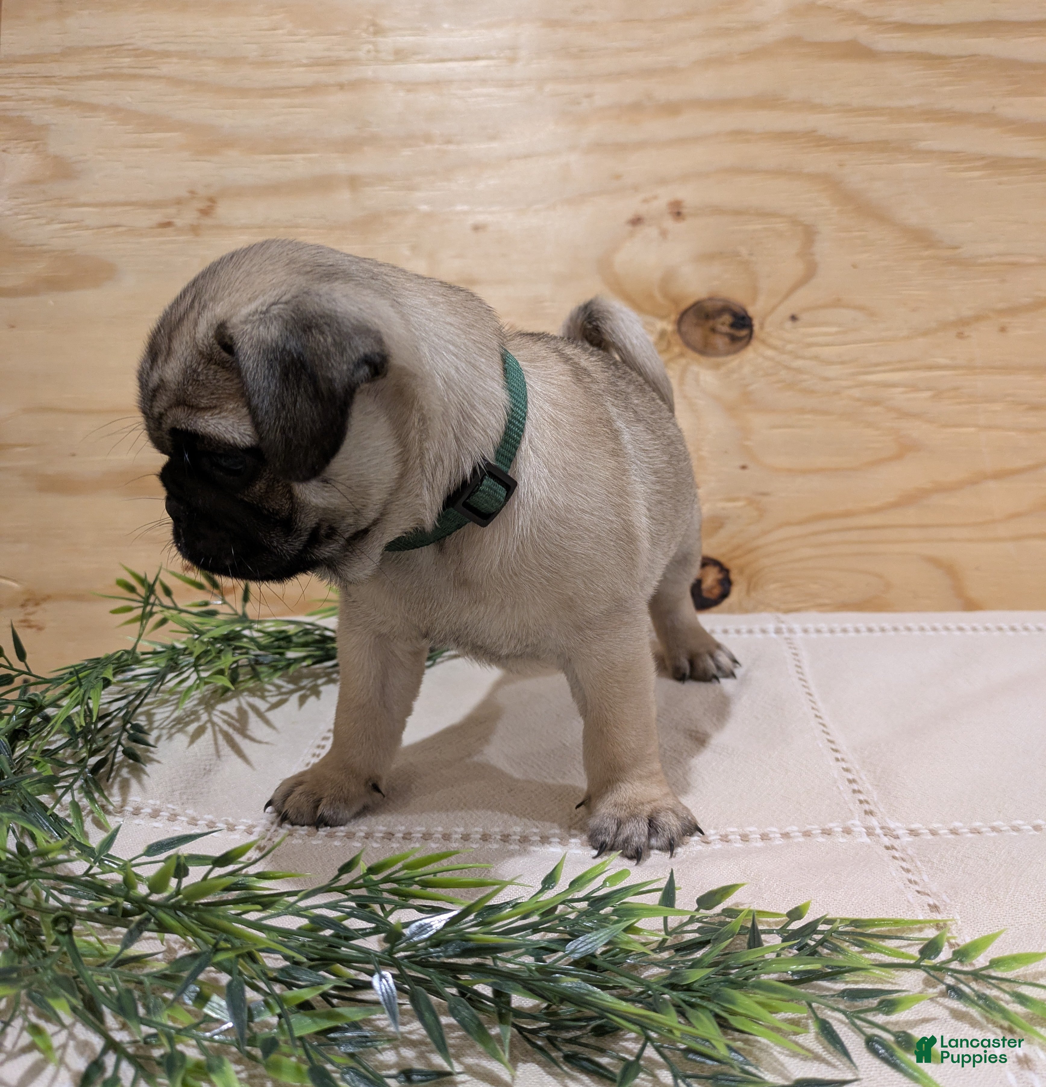 Pug dogs Leo - Ad 2