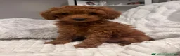 Miniature Poodle dogs for sale: CHICO - ACA MINI POODLE-POTTY  & CRATE TRAINED  - Ad 4