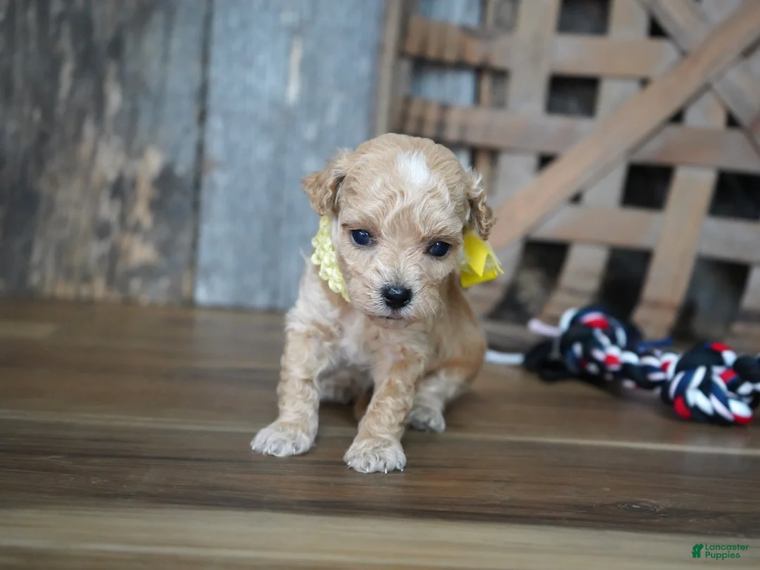 Maltipoo dogs for sale: Dagan - Ad 1
