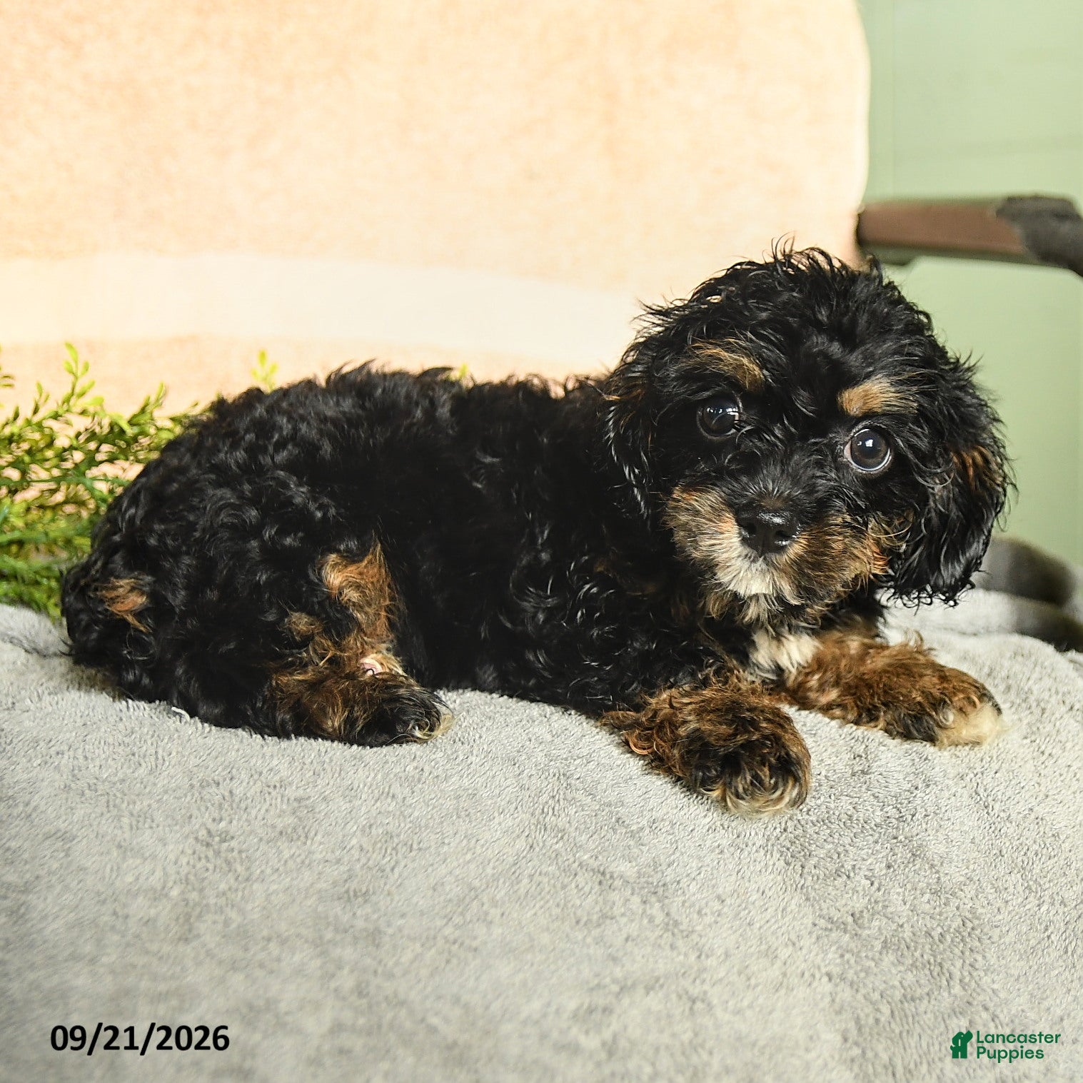 Mixed Breed dogs Maris - Ad 2