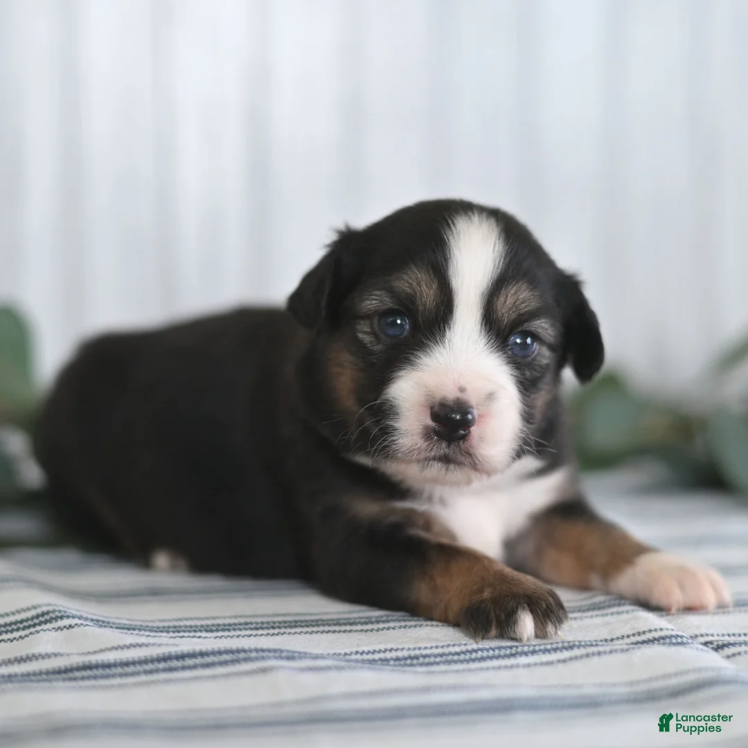 Miniature Australian Shepherd dogs for sale: Gordon  - Ad 1