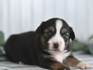 Miniature Australian Shepherd dogs Gordon - Ad 25