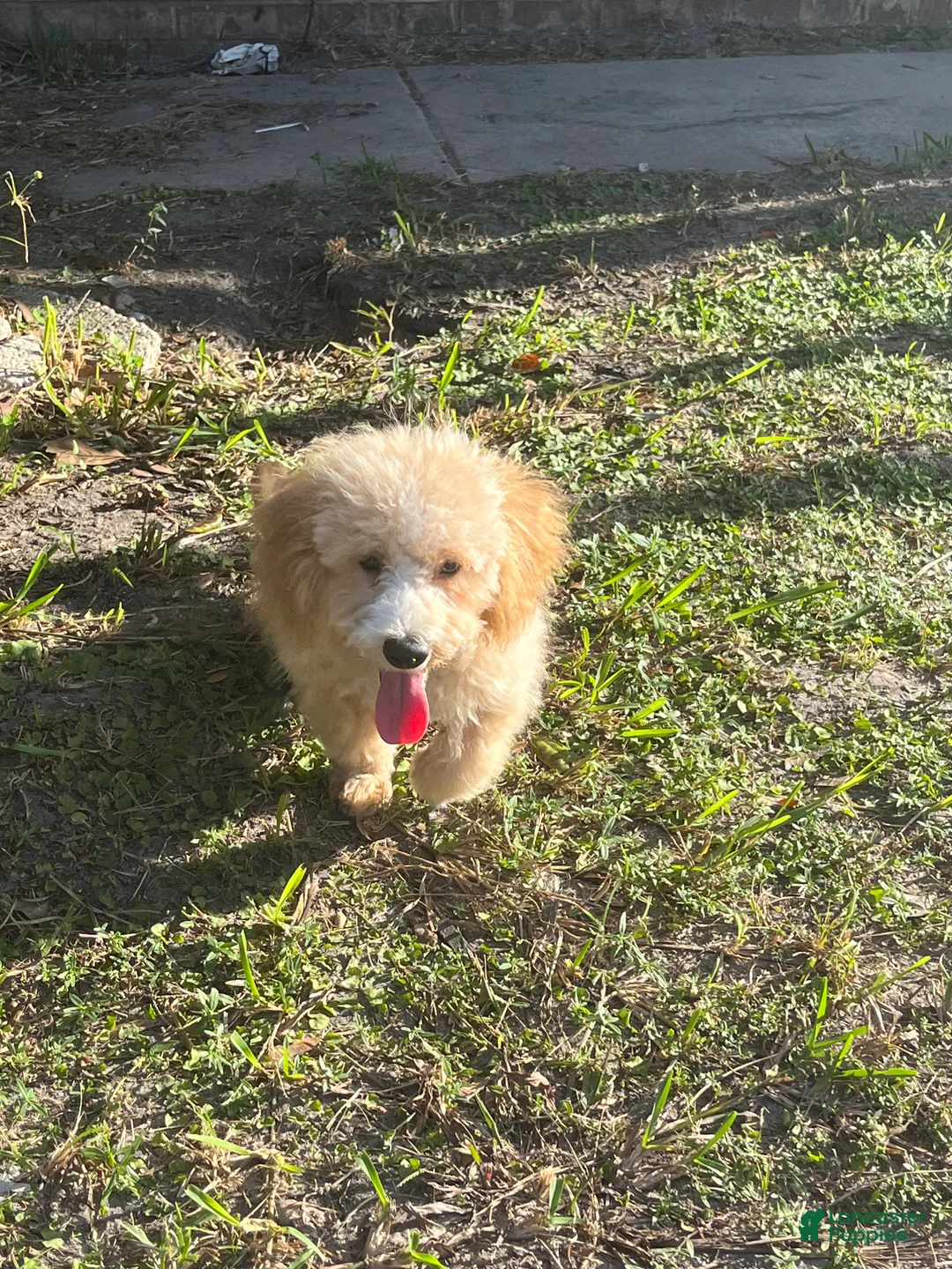 Maltipoo dogs for sale: Coco - Ad 1