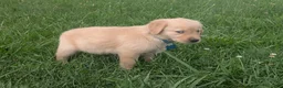 Golden Retriever dogs for sale: Ruby - Ad 3