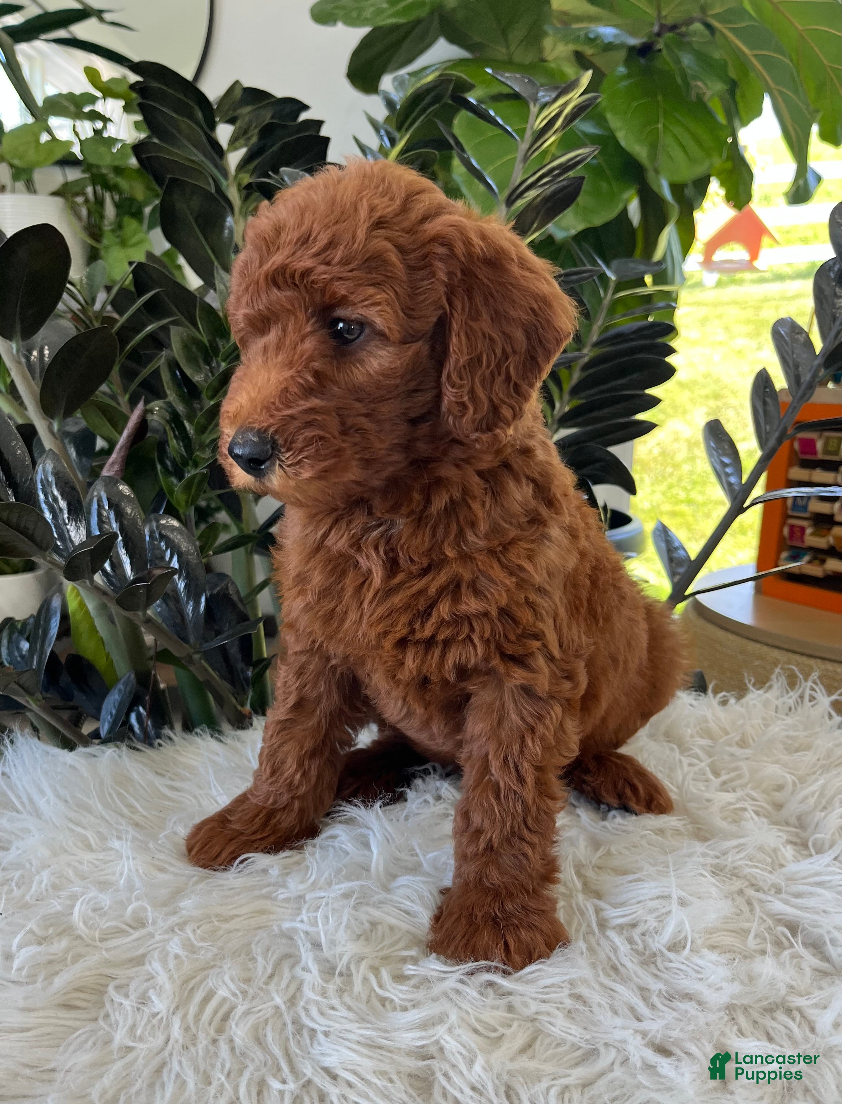 Mini Goldendoodle dogs Archie  - Ad 2