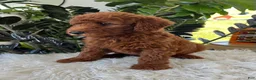 Mini Goldendoodle dogs for sale: Archie  - Ad 2
