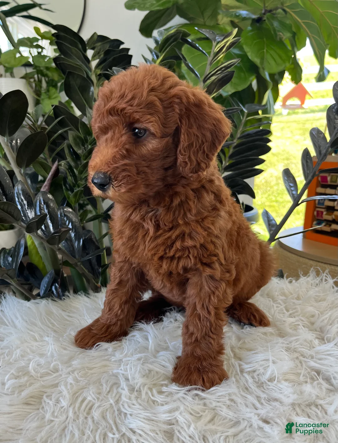 Mini Goldendoodle dogs for sale: Archie  - Ad 2