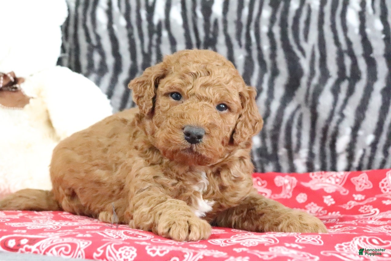 Mini Goldendoodle dogs Murphy - Ad 1