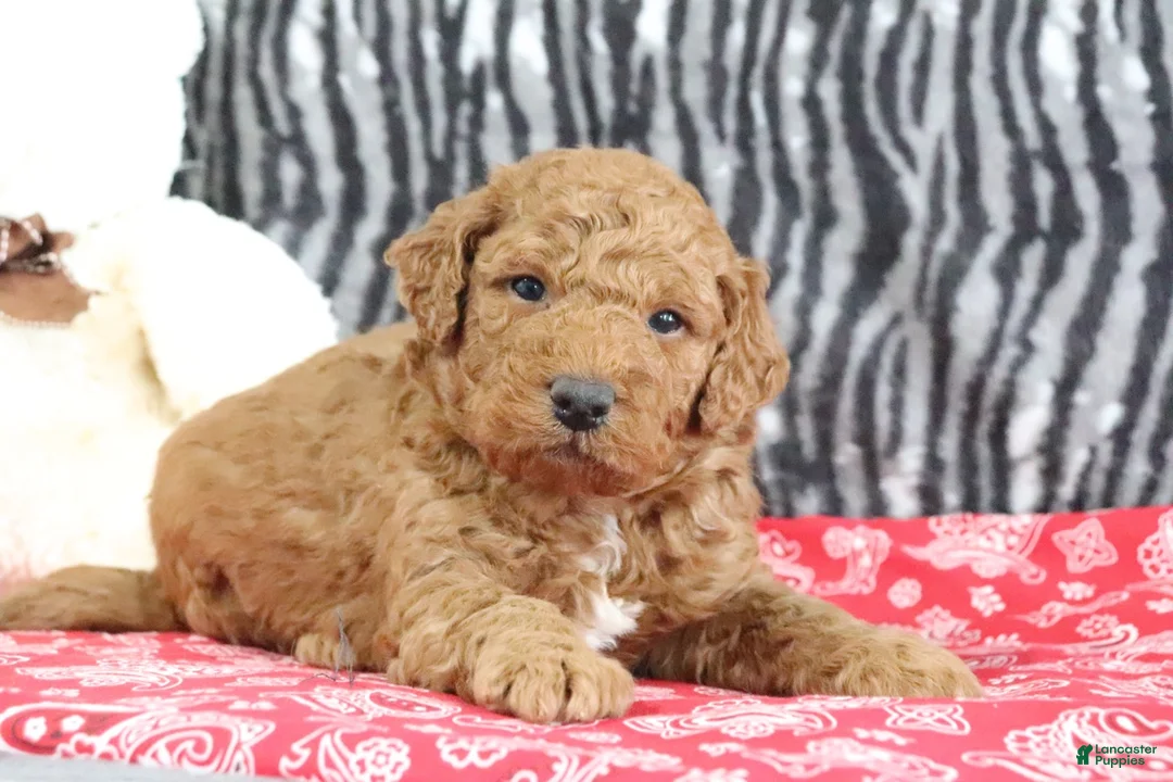 Mini Goldendoodle dogs for sale: Murphy - Ad 1