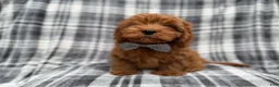 Cavapoo dogs for sale: Doodle - Ad 7