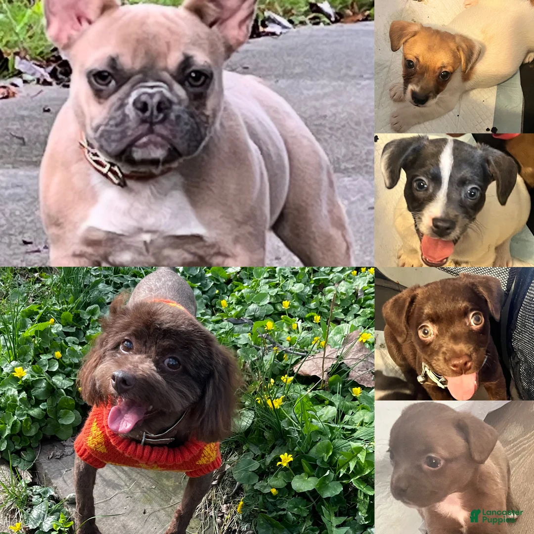 Mixed Breed dogs for sale: Baby - Ad 8