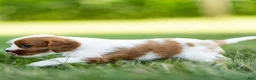 Cavalier King Charles Spaniel dogs for sale: Cavalier King Charles Spaniel 3 - Ad 4