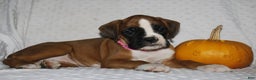 Boxer dogs for sale: Dolly - Ad 2