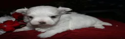 Maltese dogs for sale: Casper - Ad 16