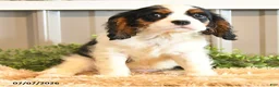 Cavalier King Charles Spaniel dogs for sale: Kurt - Ad 8