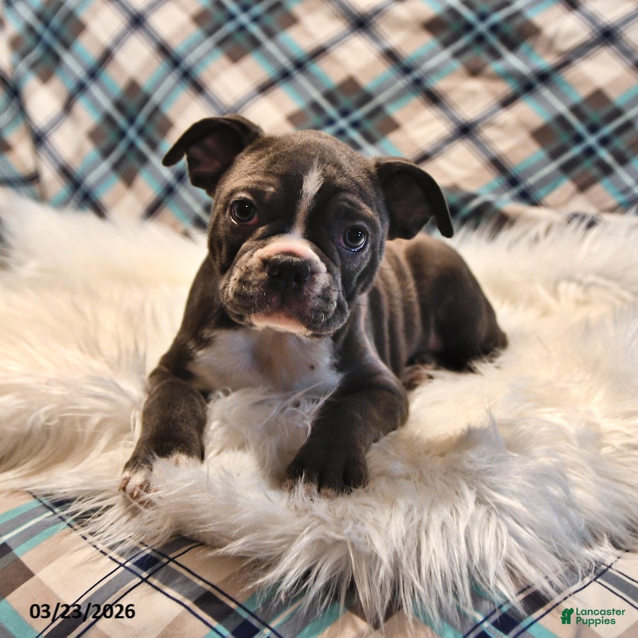 Frenchton dogs Gunner - Ad 2