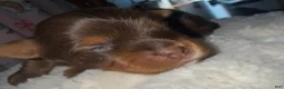 Yorkshire Terrier dogs for sale: Cookies and Cream - Ad 40