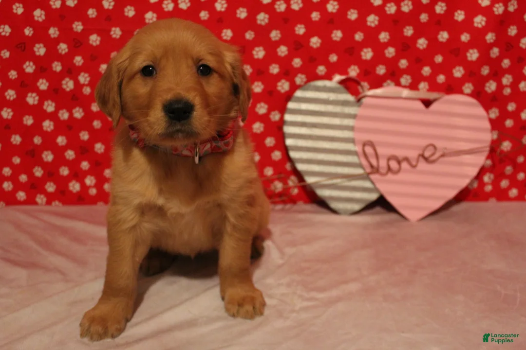 Golden Retriever dogs for sale: Sadie - Ad 5