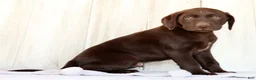 Labrador Retriever dogs for sale: Rily - Ad 4