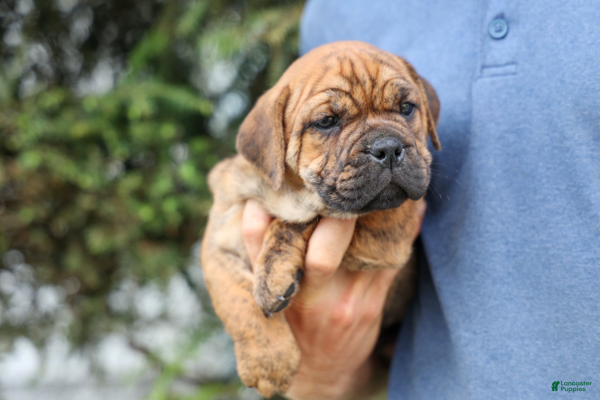 Beabull dogs Avery ❤️ - Ad 2