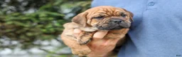 Beabull dogs for sale: Avery ❤️ - Ad 2