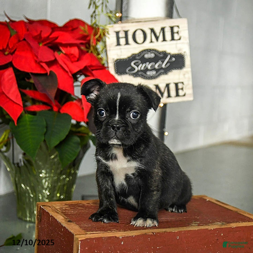 Frenchton dogs for sale: Dash - Ad 2