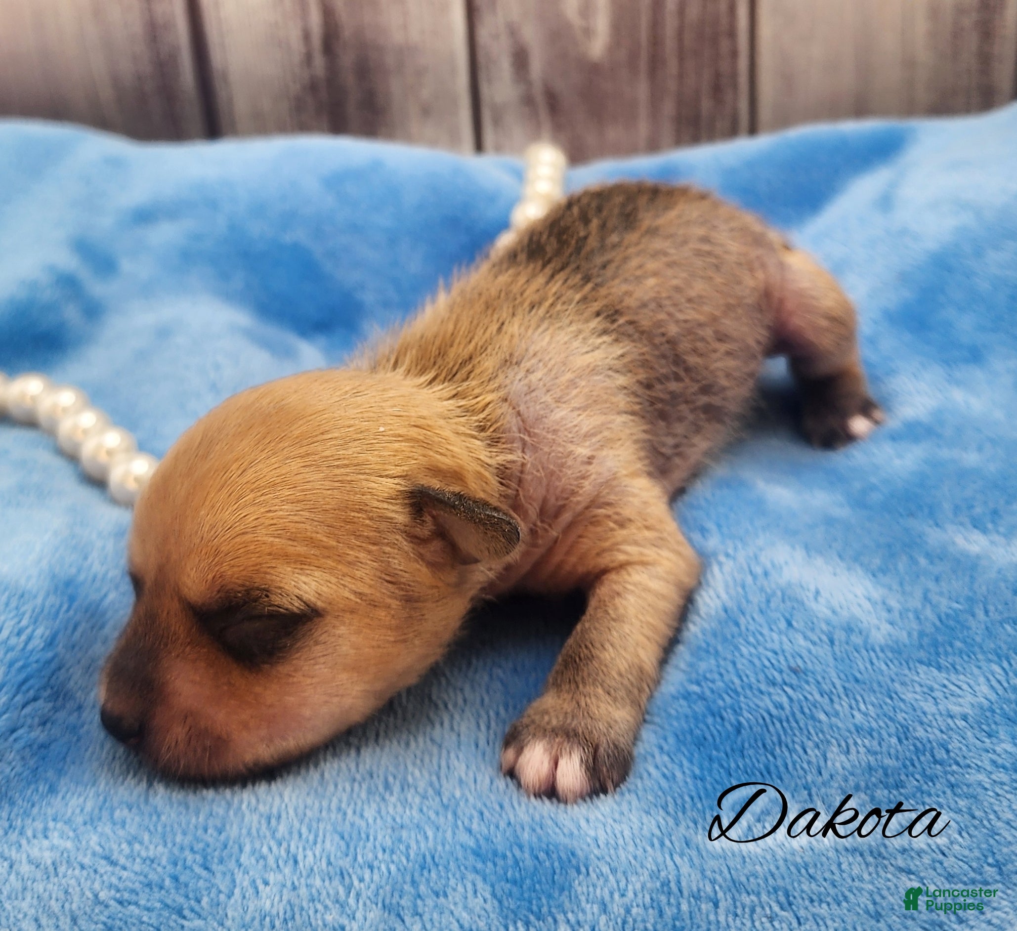 Mixed Breed dogs Dakota - Ad 9