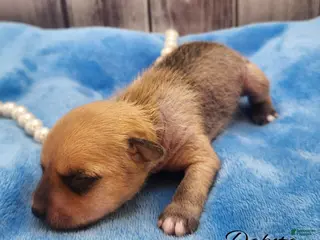 Mixed Breed dogs Dakota - Ad 9