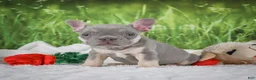French Bulldog dogs for sale: Luca - Ad 3