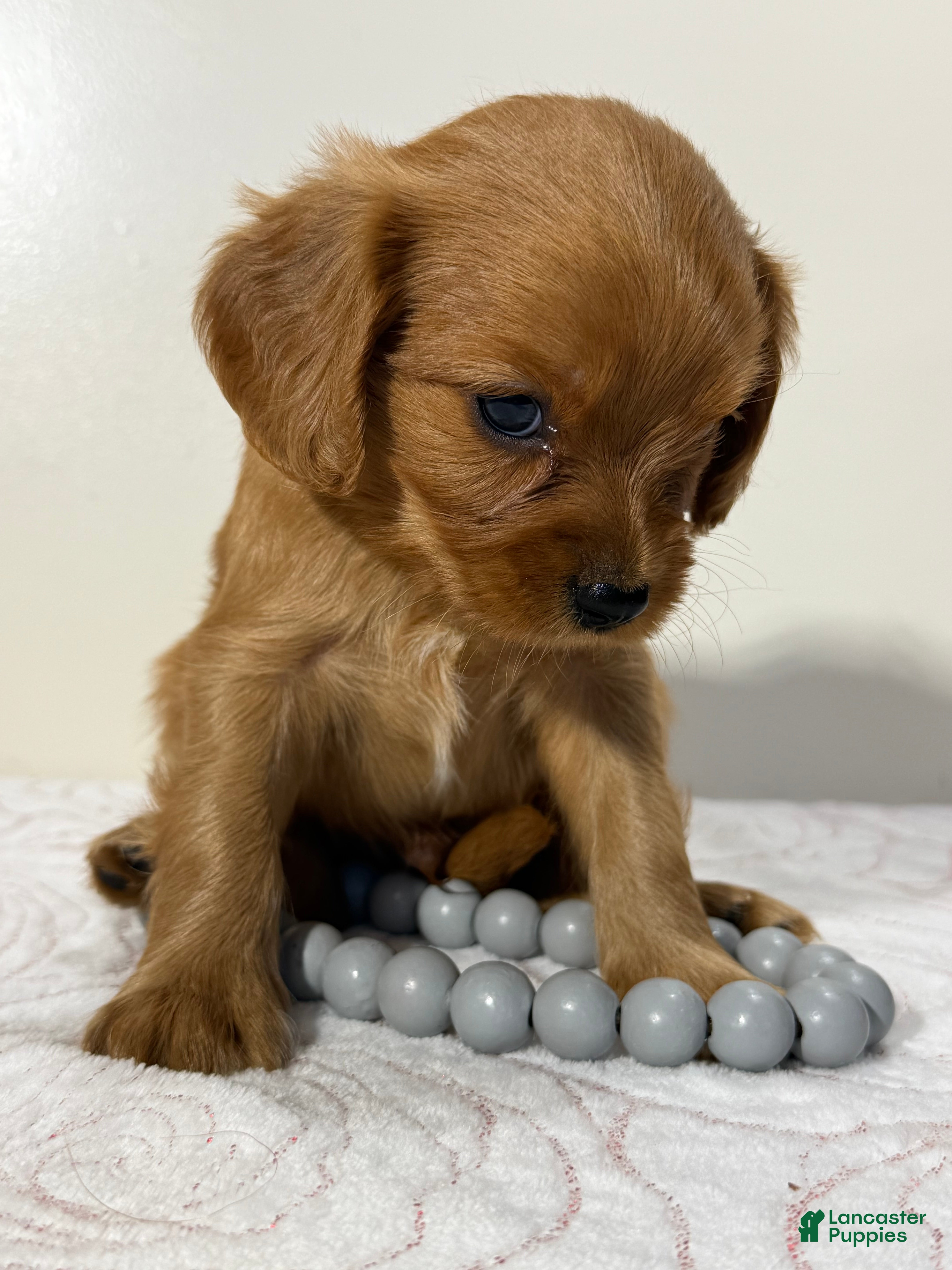 Cavapoo dogs Scott Cavapoo  - Ad 2