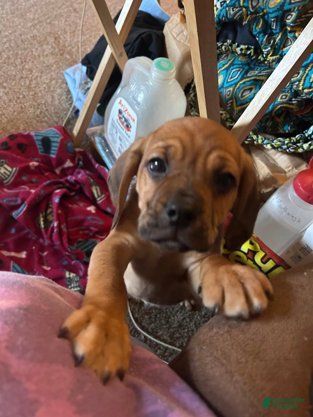 Gallery Image {{count}}