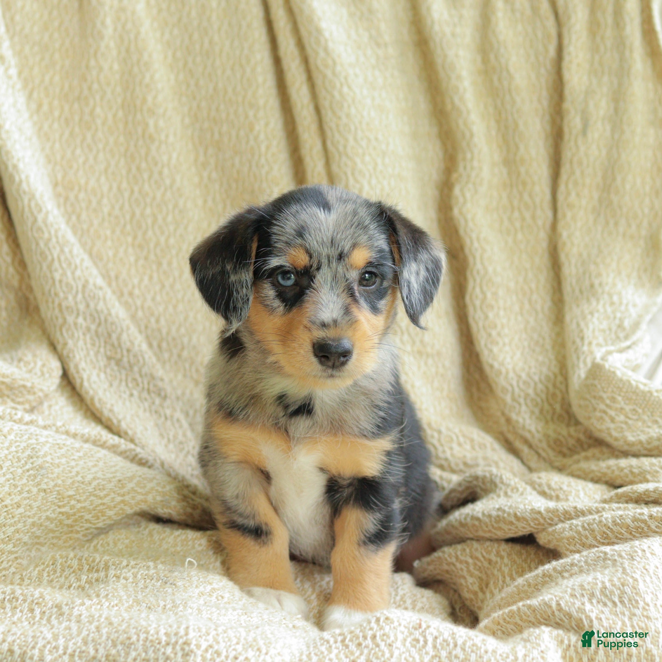 Mixed Breed dogs Oreo - Ad 1