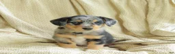 Mixed Breed dogs for sale: Oreo - Ad 1