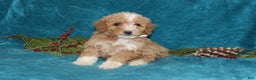 Mini Goldendoodle dogs for sale: Ivy - Ad 2
