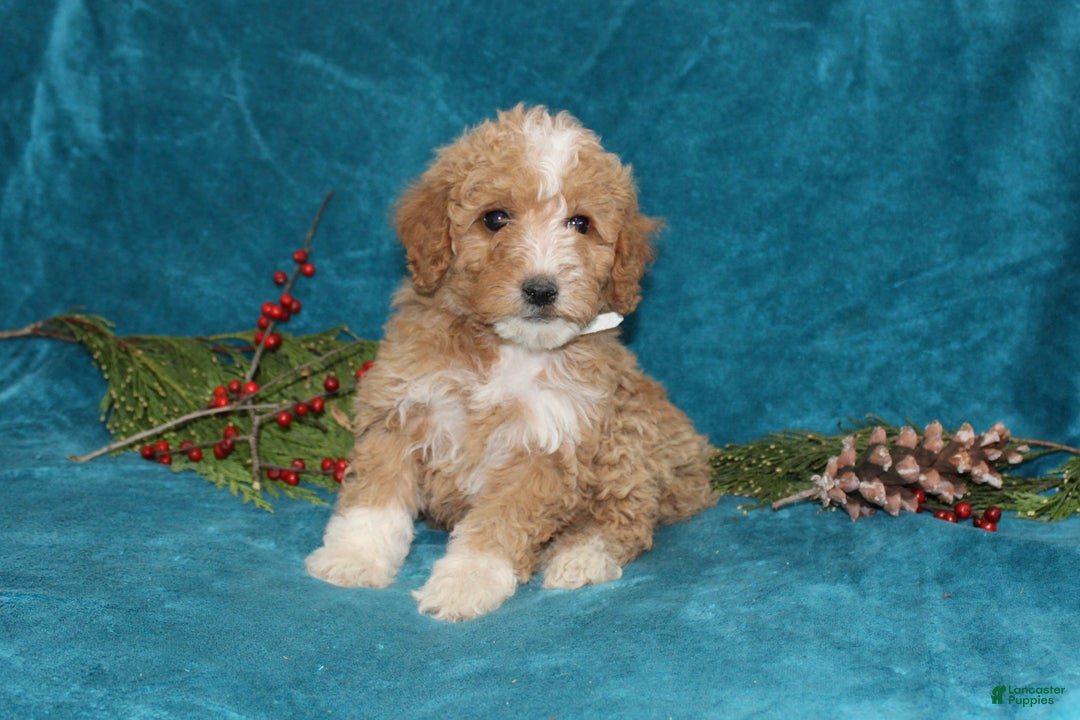 Mini Goldendoodle dogs for sale: Ivy - Ad 2