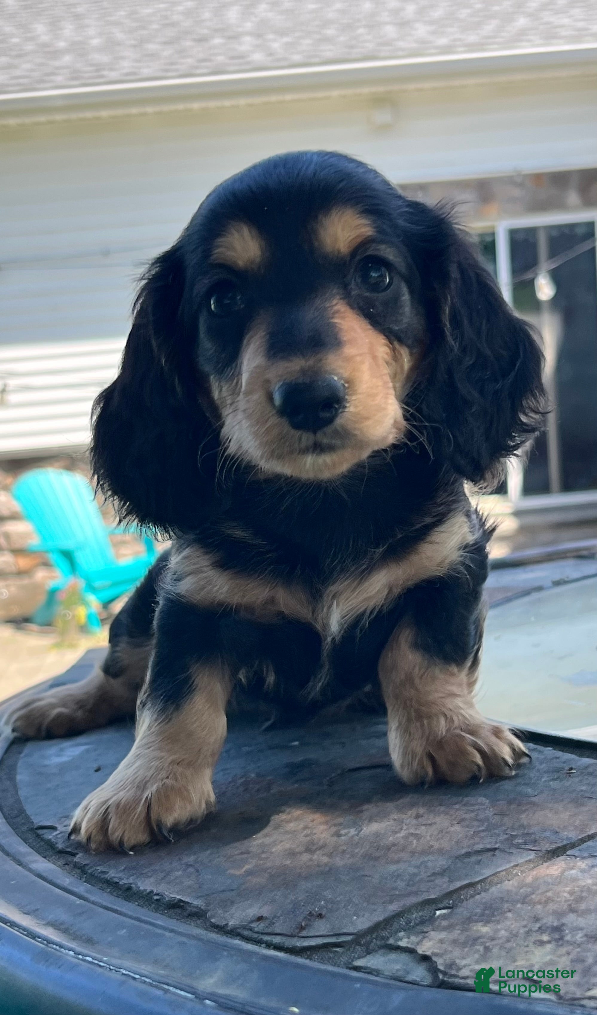 Miniature Dachshund dogs Bruno - Ad 1