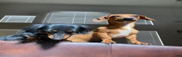 Miniature Dachshund dogs for sale: Miniature Dachshund Puppy 2 - Ad 5