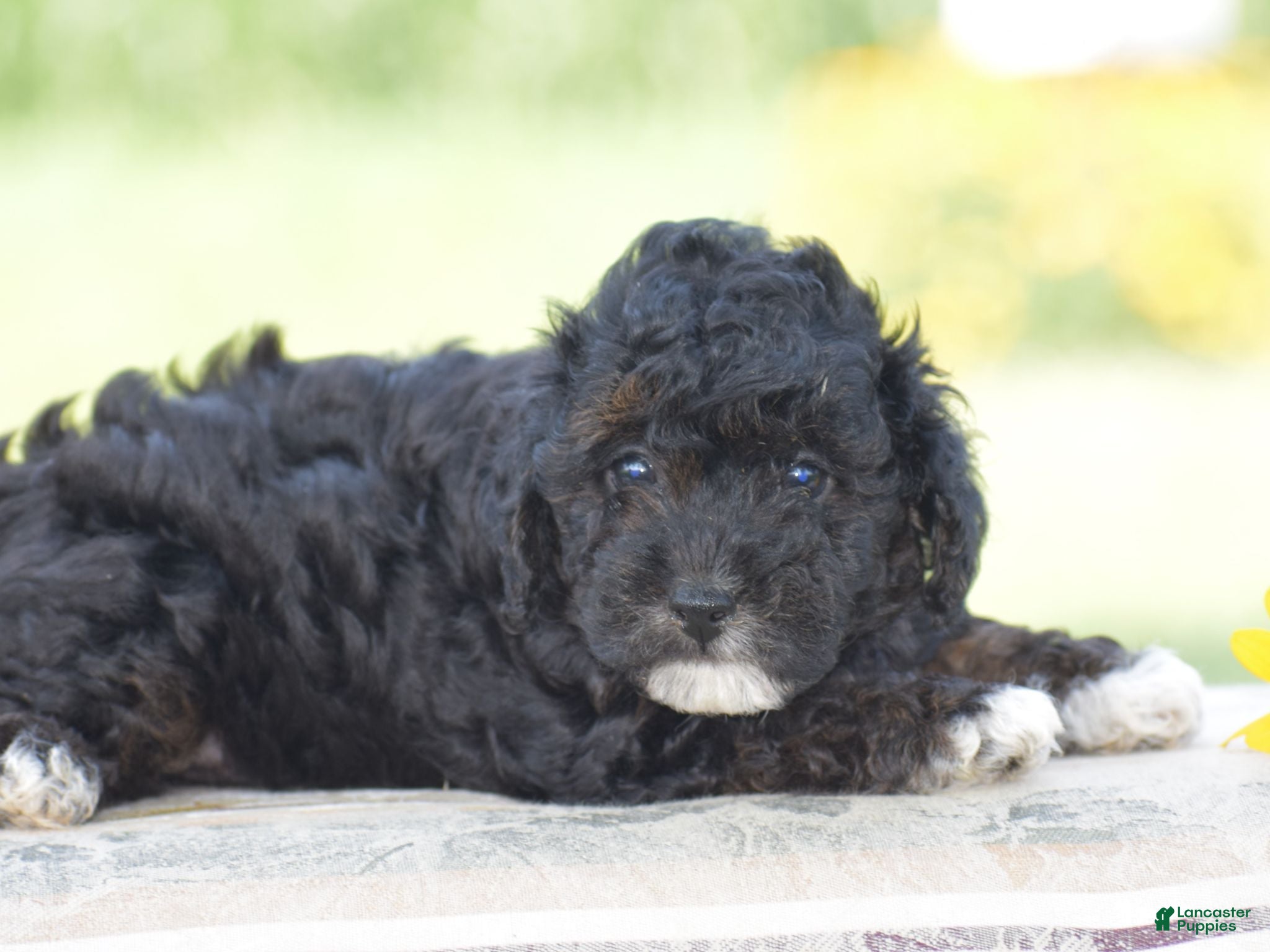 Yorkiepoo dogs Chalmers - Ad 1