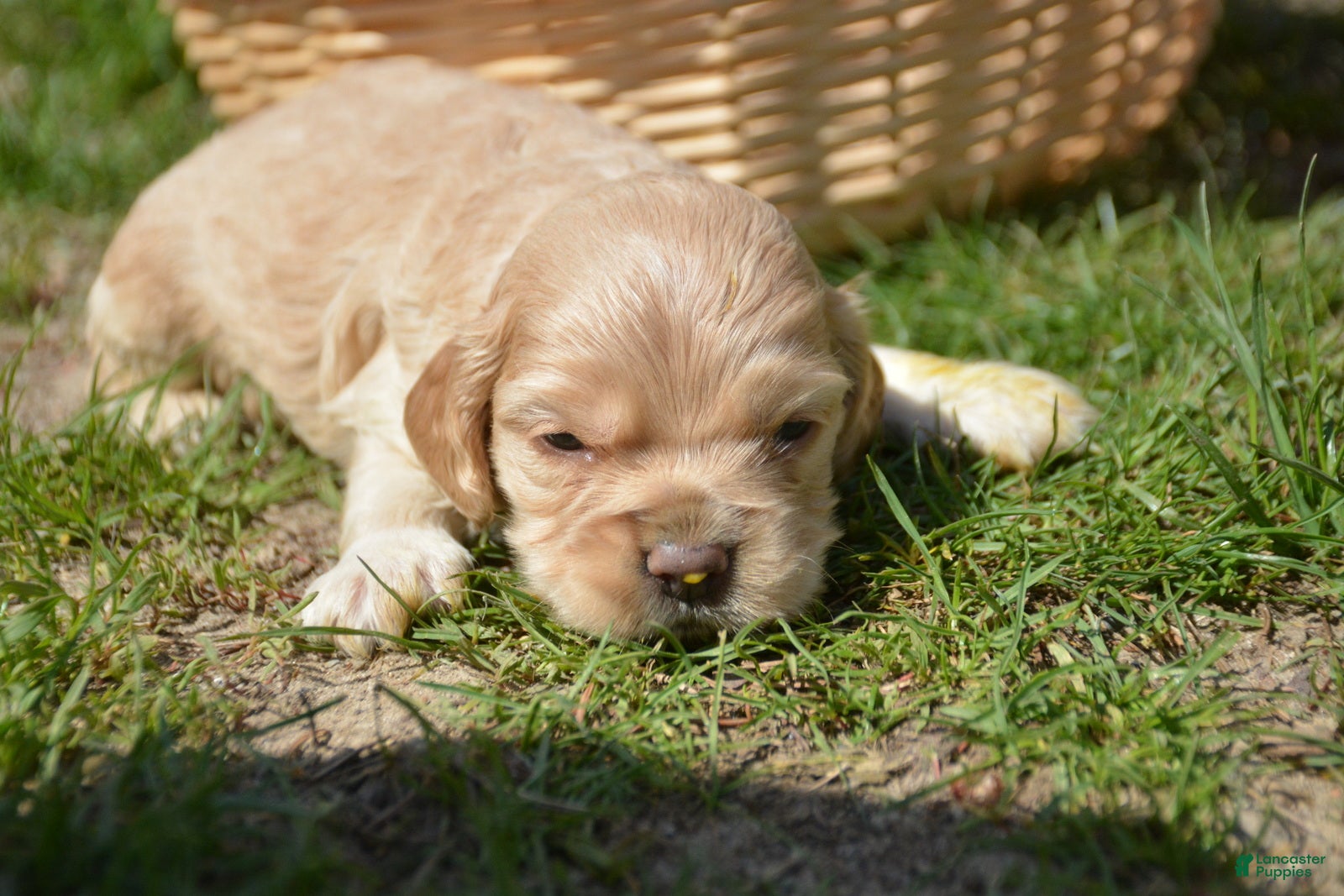 Cockapoo dogs Cockapoo Chrissy - Ad 15