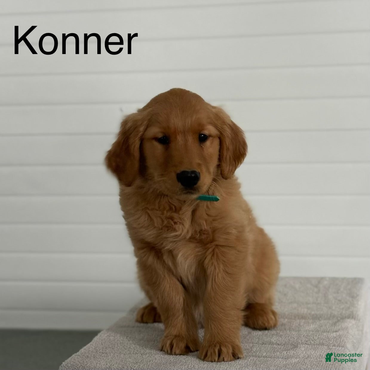 Golden Retriever dogs Konner - Ad 1