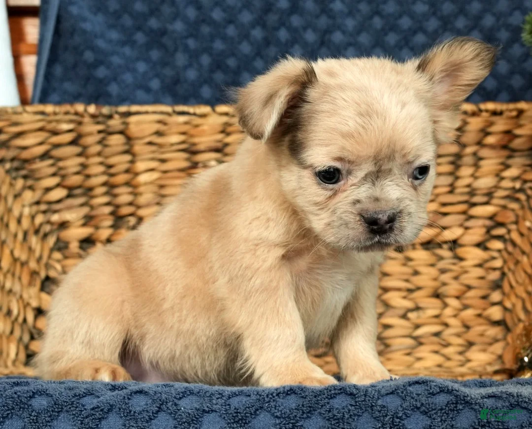 French Bulldog dogs for sale: Avril - Ad 7